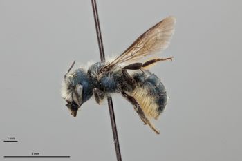 Media type: image;   Entomology 795009 Aspect: habitus lateral view